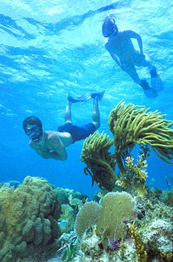 Part of the Hol Chan Marine Reserve just off the coast of Belize, Shark Ray Alley is a great place to view some of the more charismatic characters of the deep — primarily nurse sharks up to six feet long and southern stingrays up to four feet across. Guides chum the critters to keep them in close view. You might also see porpoises and turtles.